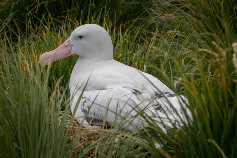 Wandering-Albatros-side