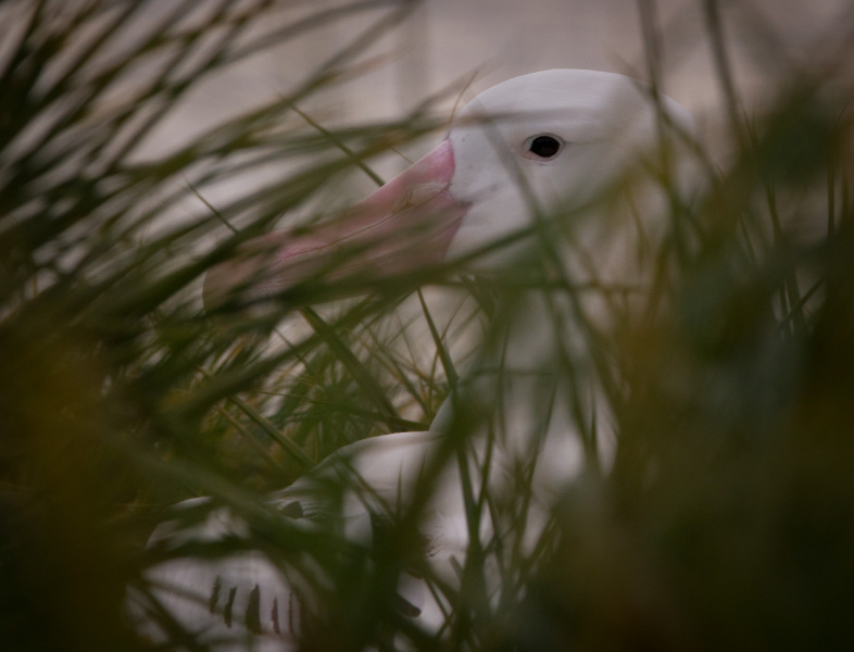 Wandering-Albatros-thru-the-Grass