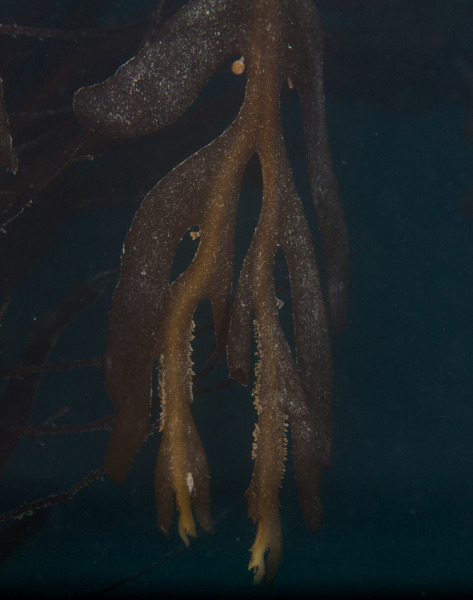 pronged-kelp