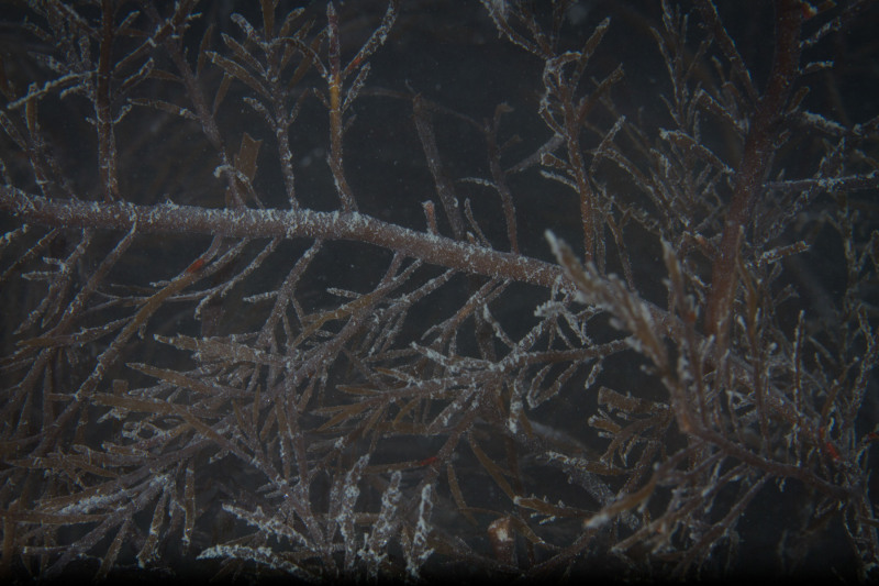 thin-Kelp