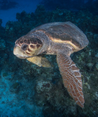 Bahamas-3-23-35-of-114