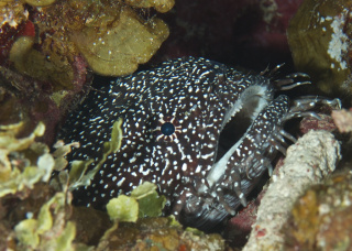 Black_spotter_toadfish_252