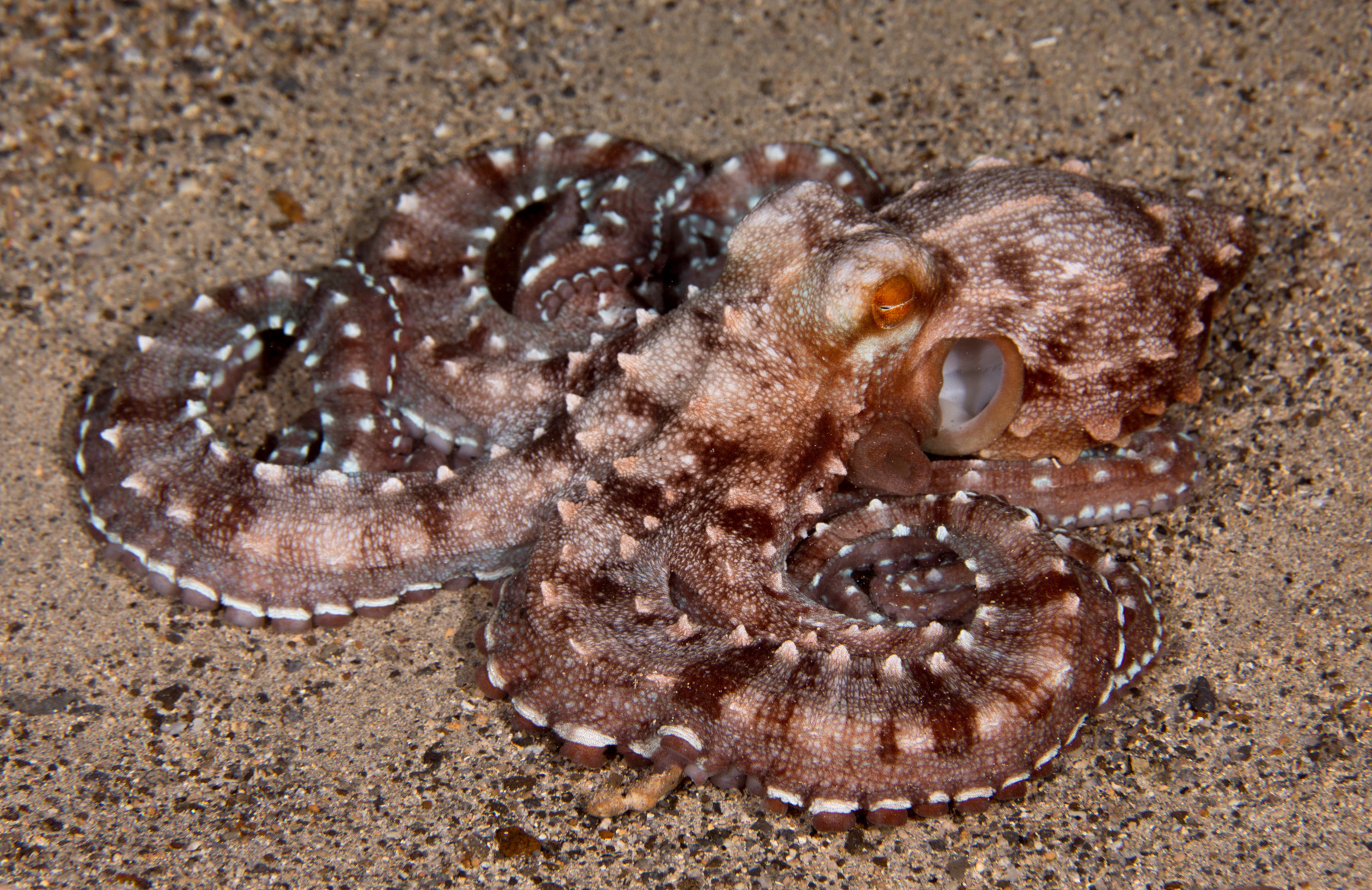 Curled-Whitespot-Octopus-copy