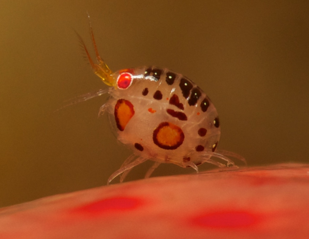 Ladybug-Side