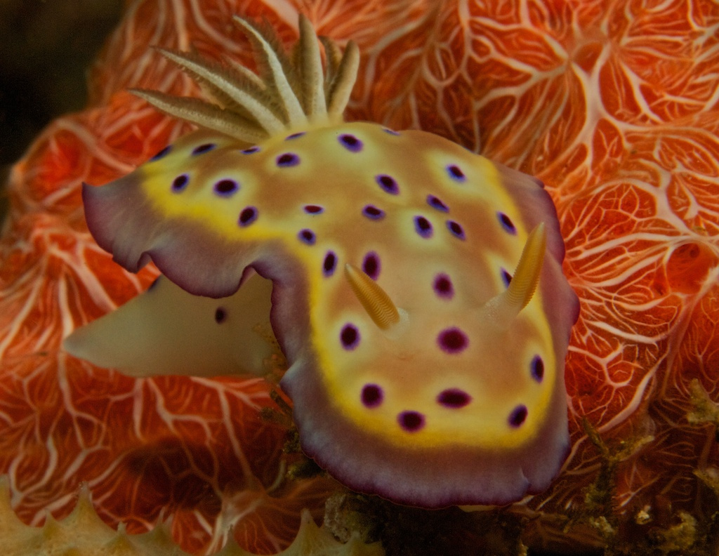 Nudi-on-Orange-Coral
