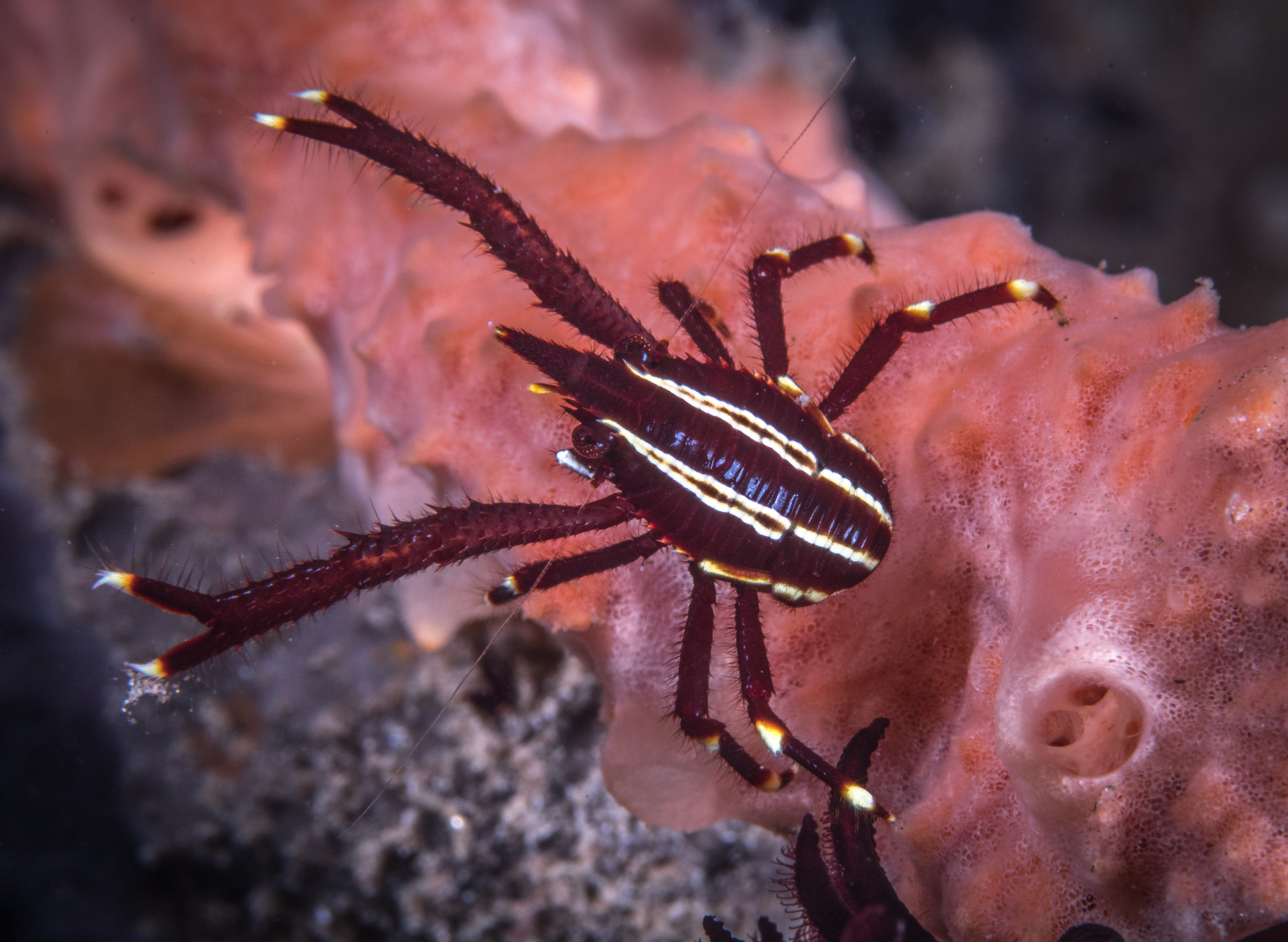 crinoid-crab-on-coral