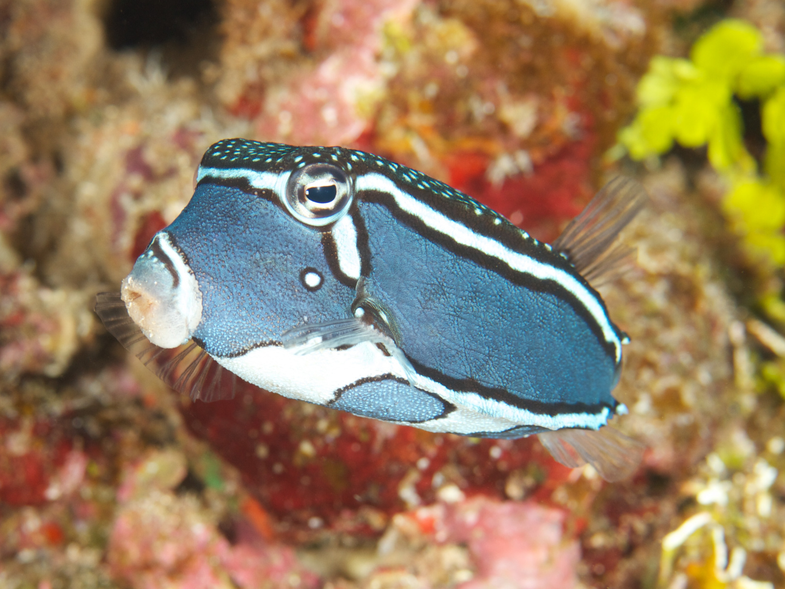 female-wittlies-boxfish-3