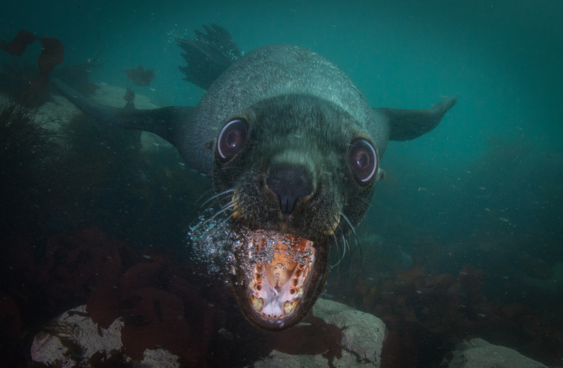 fur-seal-head