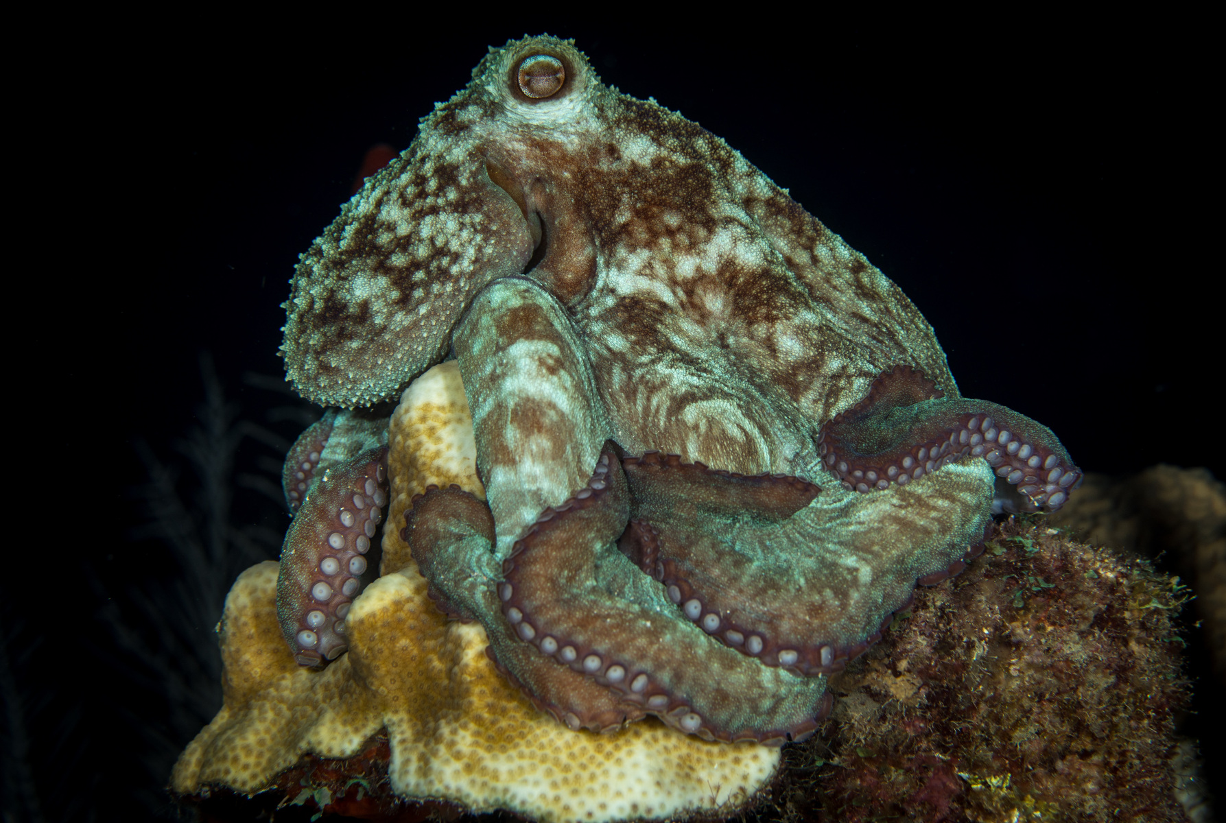 octopus-on-stsnd-copy