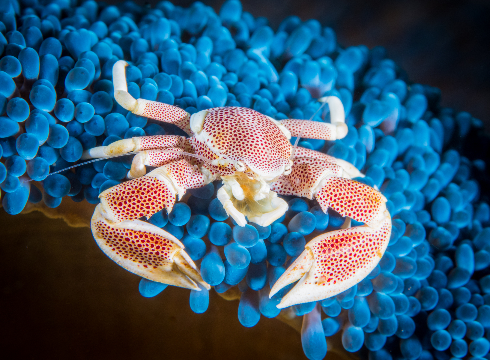 porcelin-crab-on-blue-anemone