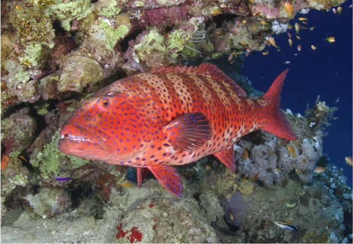red-fish