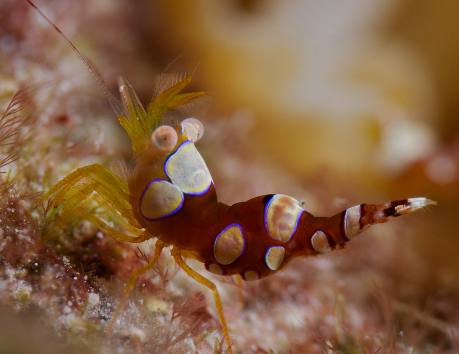 shrimp-044
