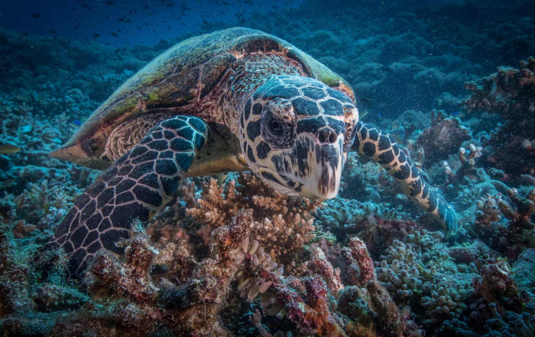 turtle-closeup
