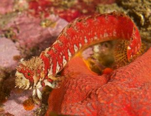 wabbonnet_with_star