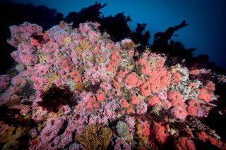 Big-Sur-6-22-9-of-95