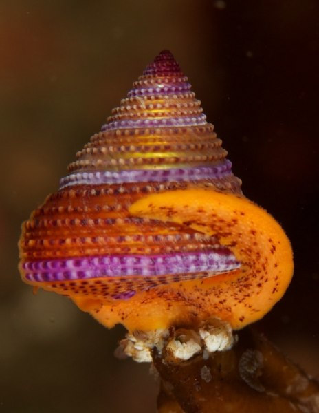 c22-shell_with_tail_2