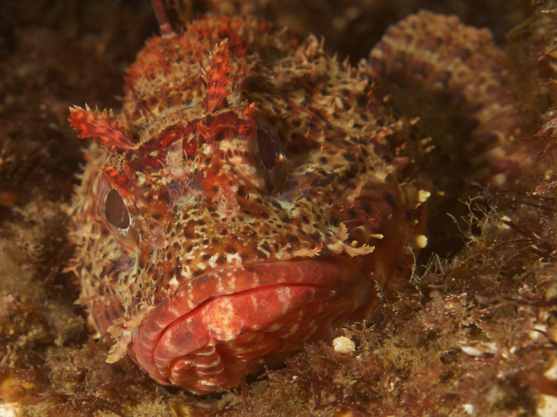 scorpionfish