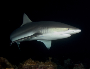 Night-Galapagos-Shark-1