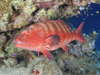 red_fish