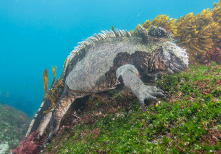 Galapagos-25-111-of-119