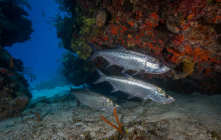 Tres_Tarpon