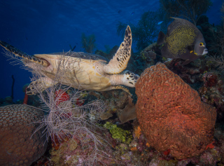 Turtle_Eating_Coral_2