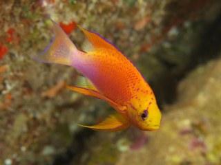 longfin_anthias