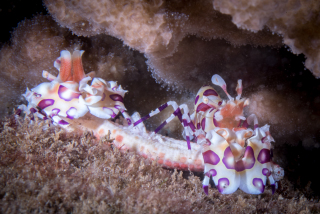 shrimpy-pair