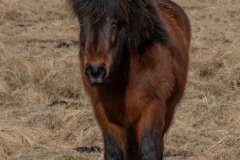 2_Iceland-3-25-13-of-33