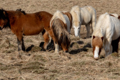 2_Iceland-3-25-15-of-33