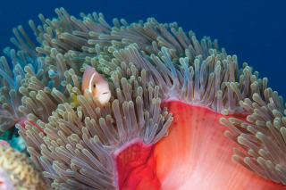 1-22maldivian_anenmone_bowl_2