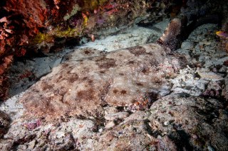 Raja-12-25-146-of-64