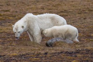 Arctic-8-22-127