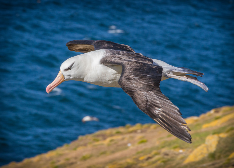 Albatros-Soaring-2