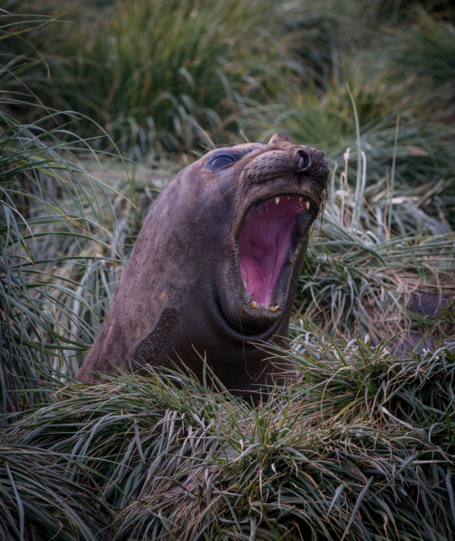 Elephant-Seal