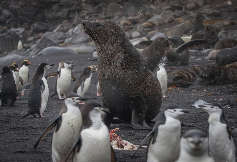 Fur-Seal-Beach-Scene