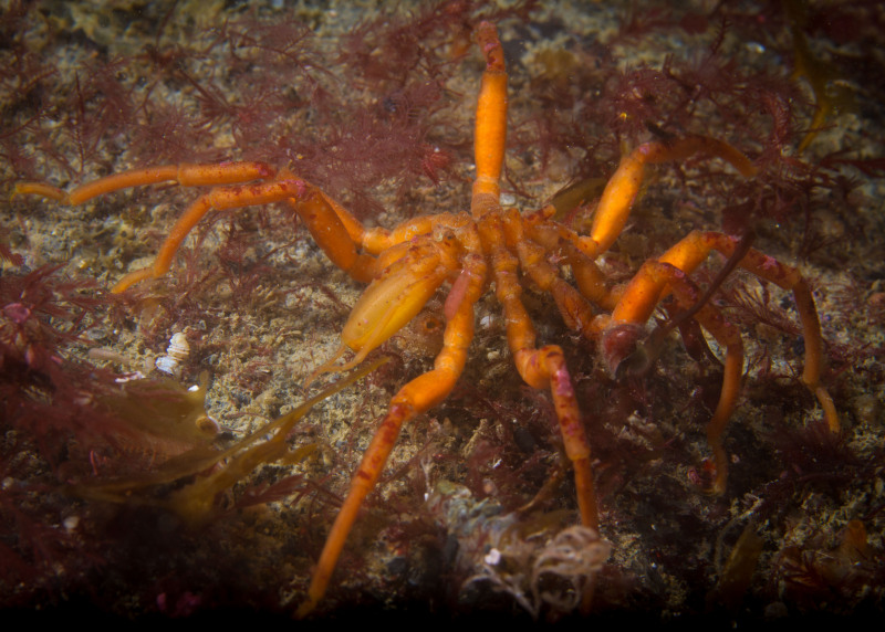 Good-Sea-Spider