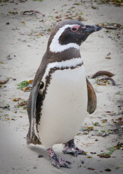 Penguine-Front-Side