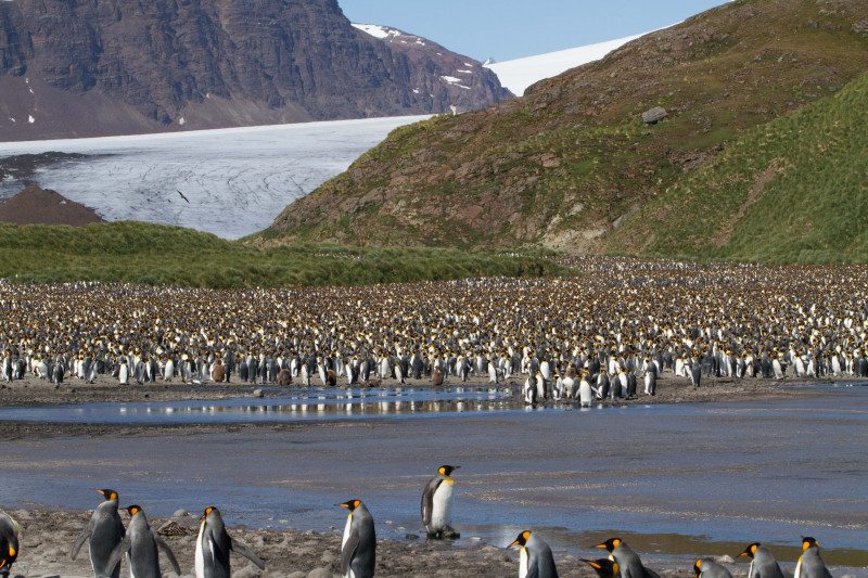 Penguins-at-the-bottom-of-the-glacier