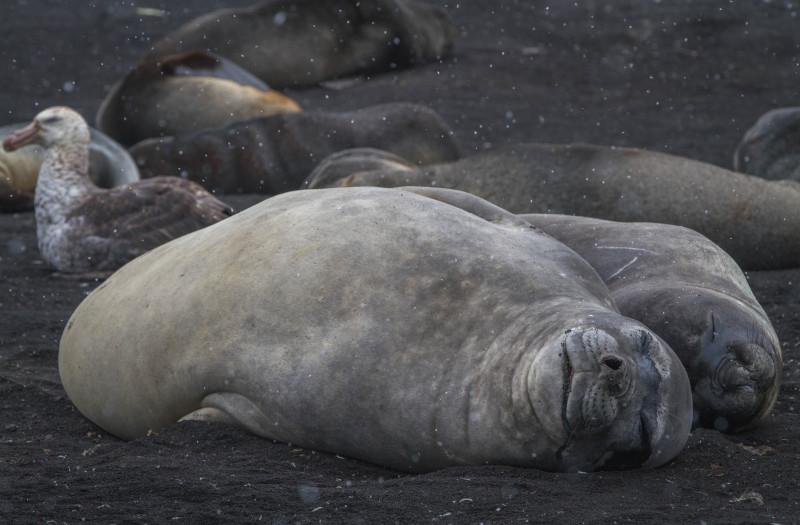 Smiling-Elephant-Seals