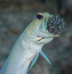 Yellowhead-Jawfish-Aerating-Eggs-Head