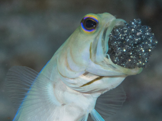 Yellowhead-Jawfish-Aerating-Eggs-Head