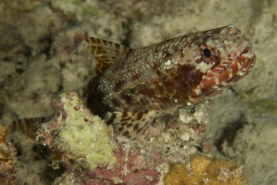 lizardfish